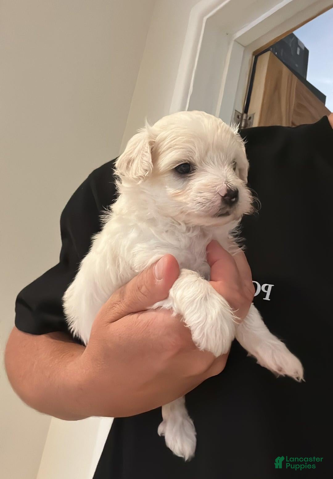 Maltipoo dogs Ciri - Ad 39