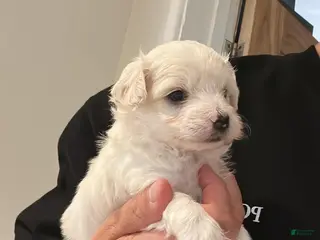 Maltipoo dogs Ciri - Ad 40