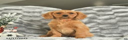 Miniature Golden Retriever dogs for sale: Blue  - Ad 2