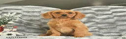 Miniature Golden Retriever dogs for sale: Blue  - Ad 2