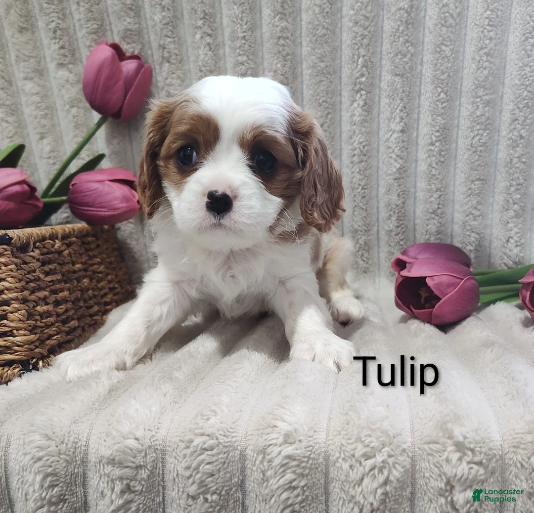 Cavalier King Charles Spaniel dogs for sale: Tulip  - Ad 2