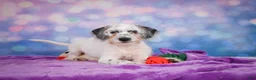 Mixed Breed dogs for sale: Clifford - Ad 9