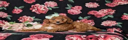 Mini Goldendoodle dogs for sale: Tawnie 9 lbs Full Grown - Ad 4