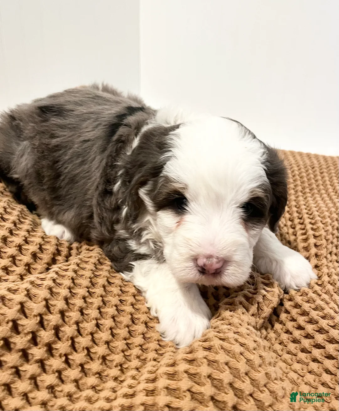 Mini Bernedoodle dogs for sale: Trixie - Ad 2