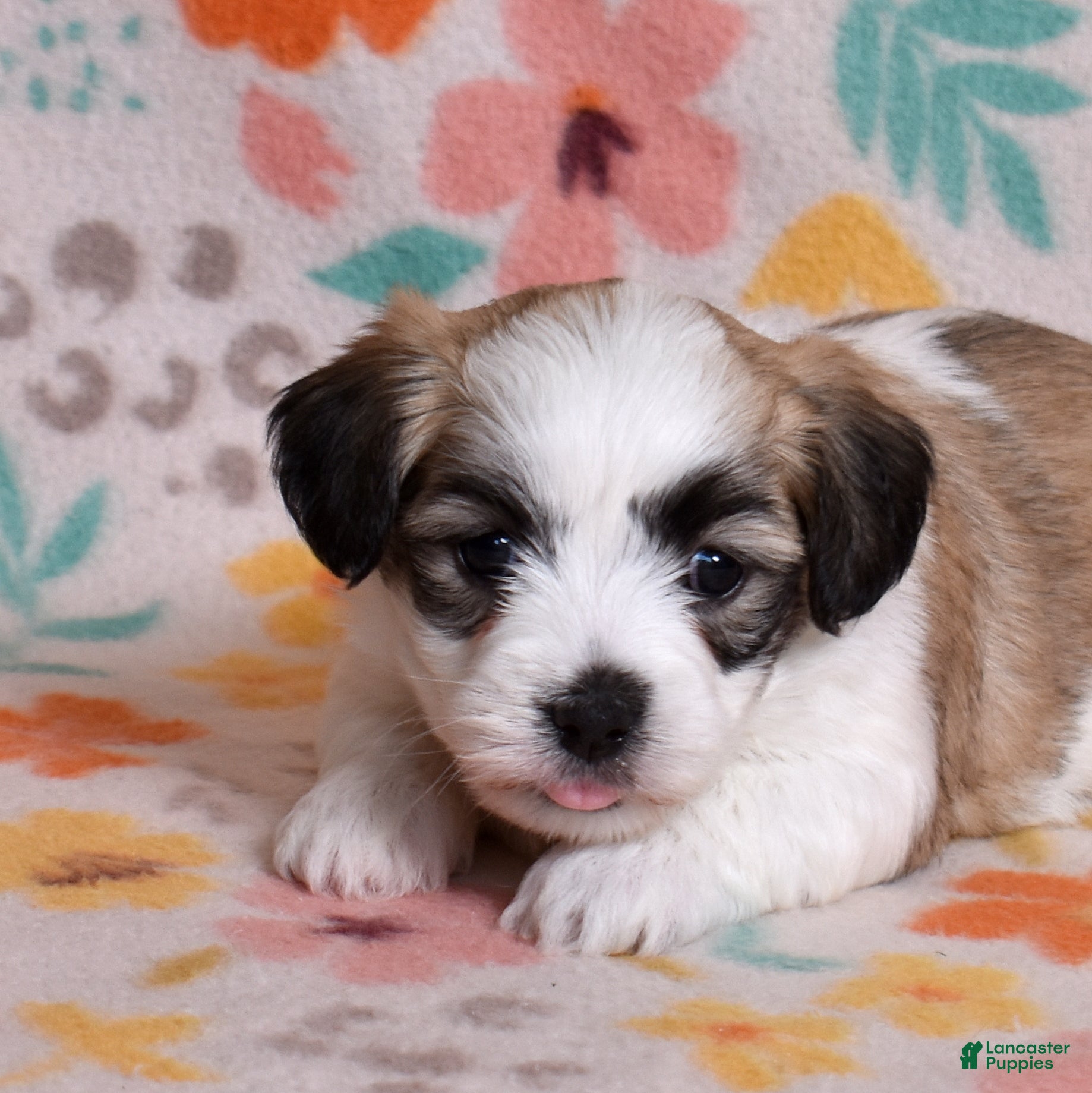 Coton De Tulear dogs Jasmine - Ad 2