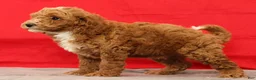Miniature Poodle dogs for sale: Moe - Ad 7