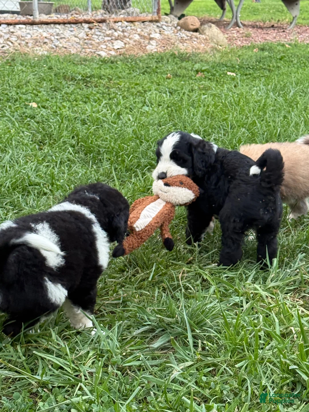 Saint Berdoodles dogs for sale: Saint Berdoodles 6 - Ad 2