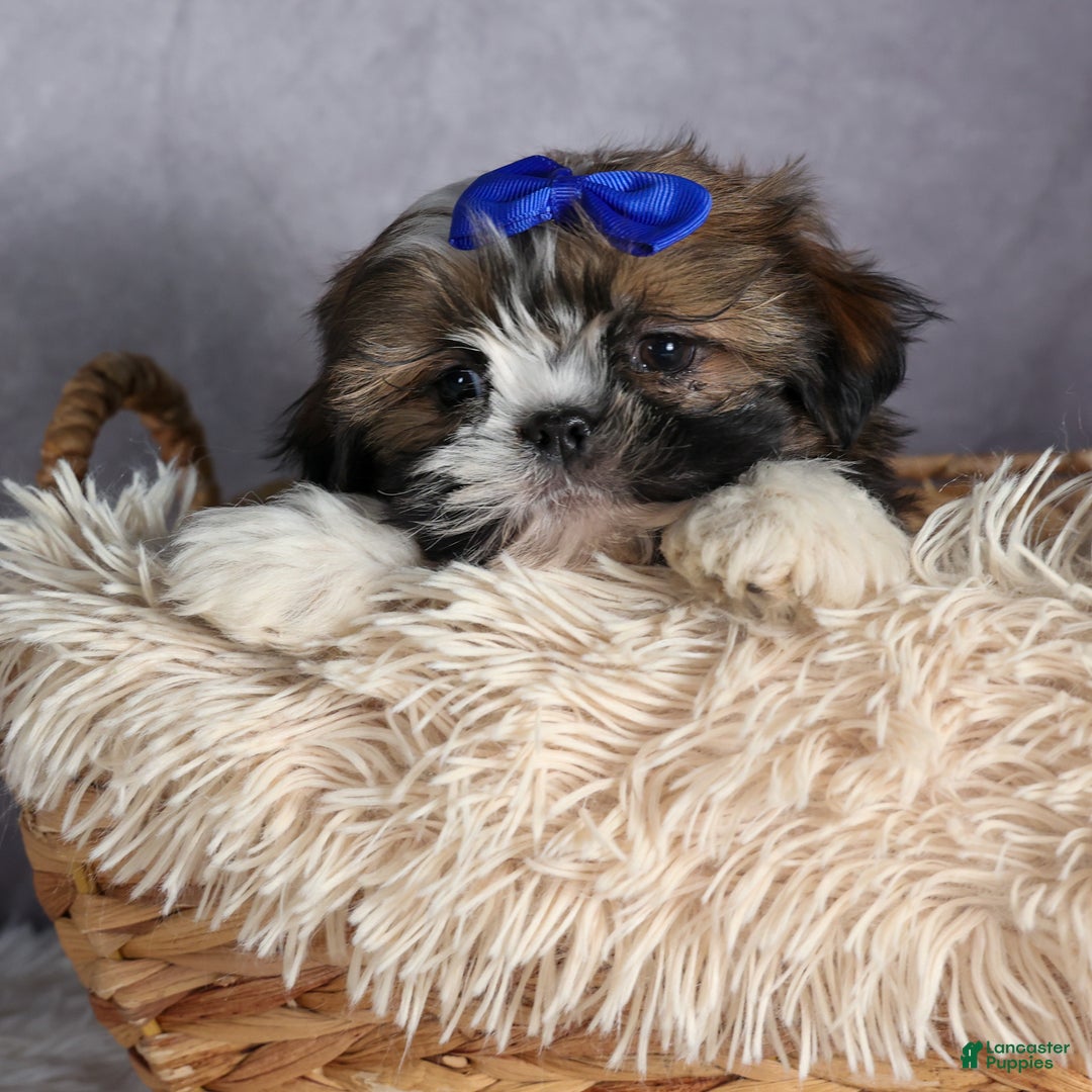 Shih Tzu dogs for sale: OLIVER - Ad 4