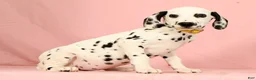 Dalmatian dogs for sale: Robo - Ad 3