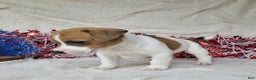 Jack Russell Terrier dogs for sale: FIDGET of Westfork  - Ad 3