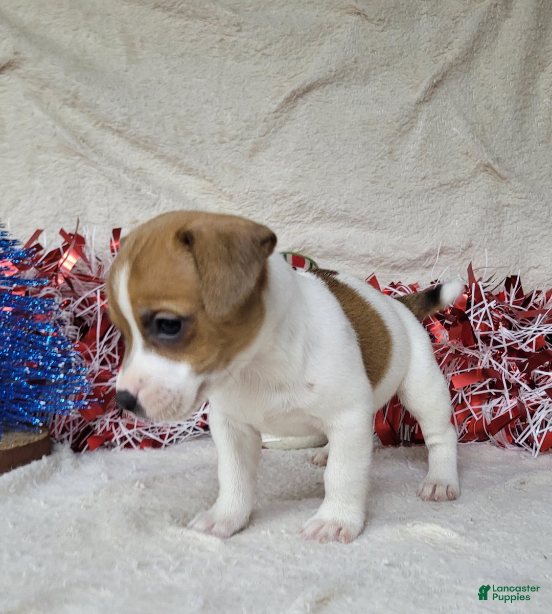 Jack Russell Terrier dogs for sale: FIDGET of Westfork  - Ad 3