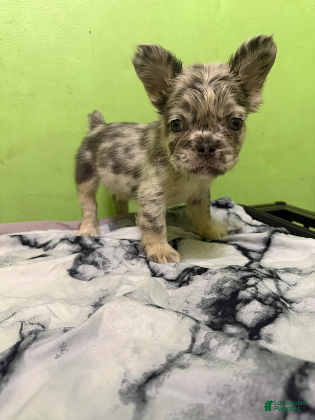 French Bulldog dogs for sale: French Bulldog 3 Casper  - Ad 1