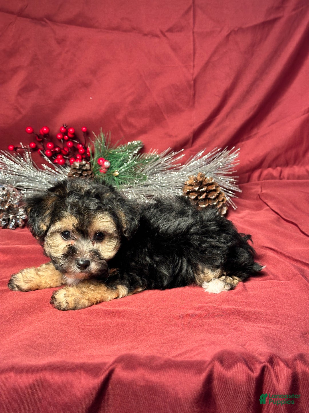 Yochon dogs for sale: Debbie - Ad 4