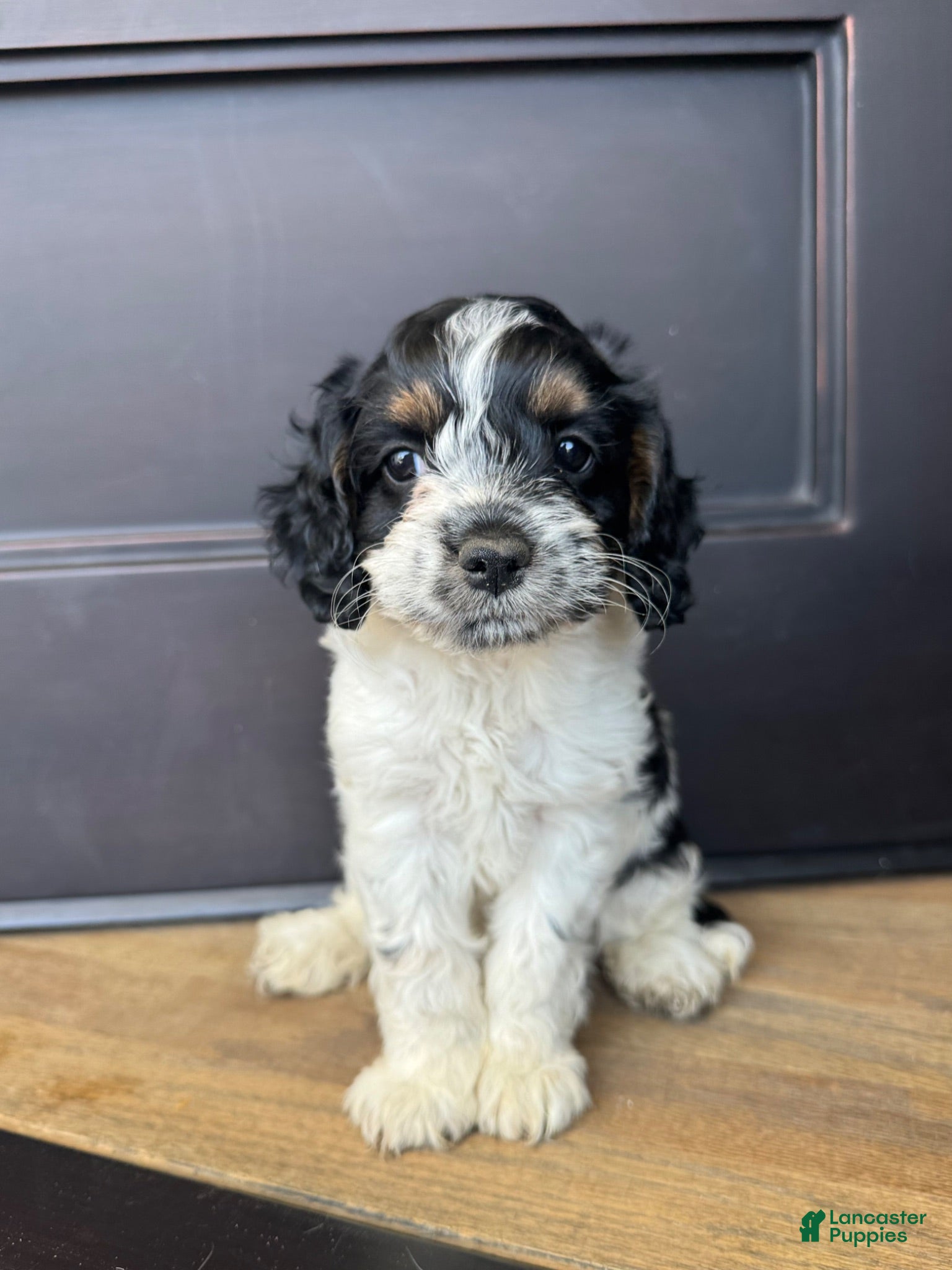 Cockapoo dogs for sale: Hannibal - Ad 1
