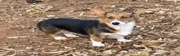 Welsh Corgi Pembroke dogs for sale: Jazzy - Ad 4