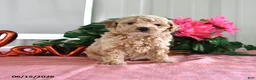 Miniature Poodle dogs for sale: Beauty - Ad 3