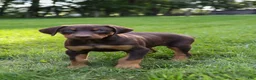 Doberman Pinscher dogs for sale: ROSCOE - Ad 2
