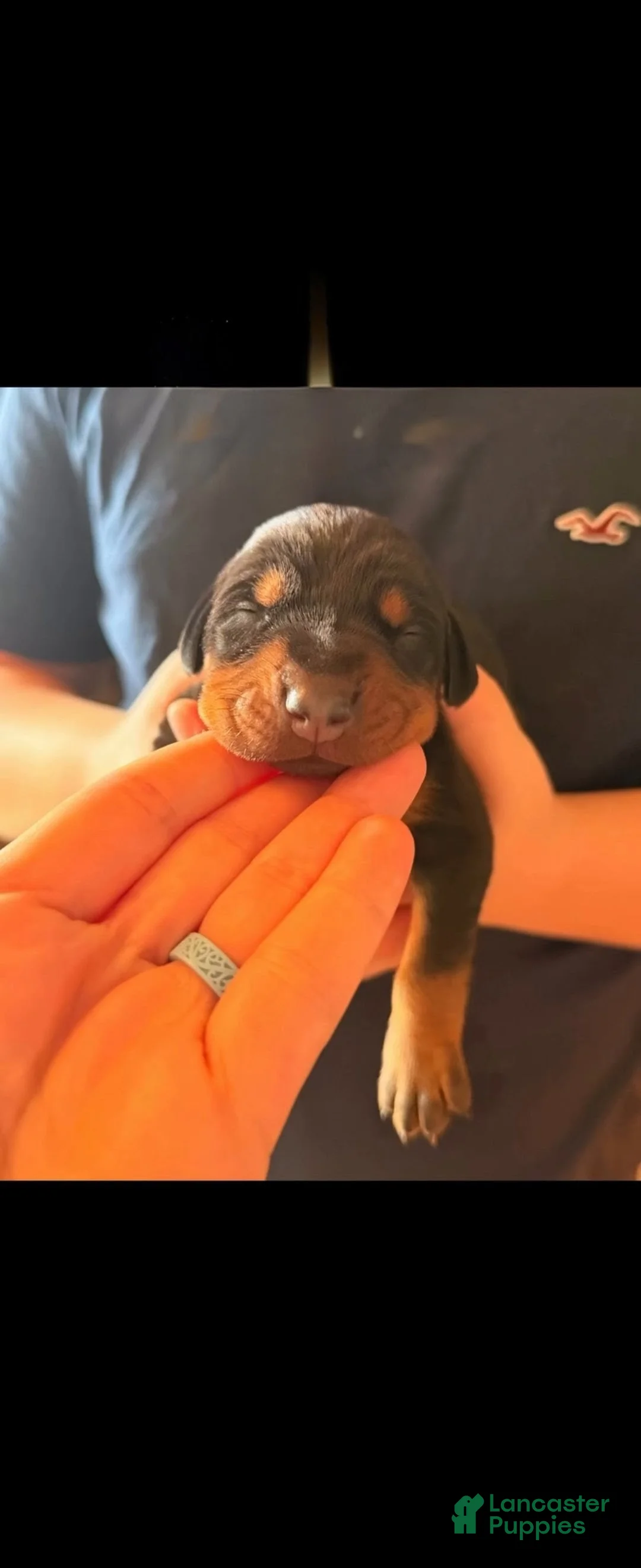 Doberman Pinscher dogs for sale: Phantom's Silent Assassin "Jackie Young" European - Ad 2