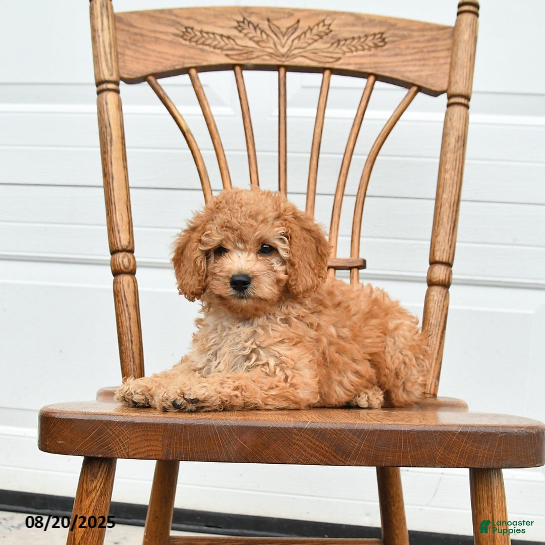 Cockapoo dogs for sale: Faith - Ad 16