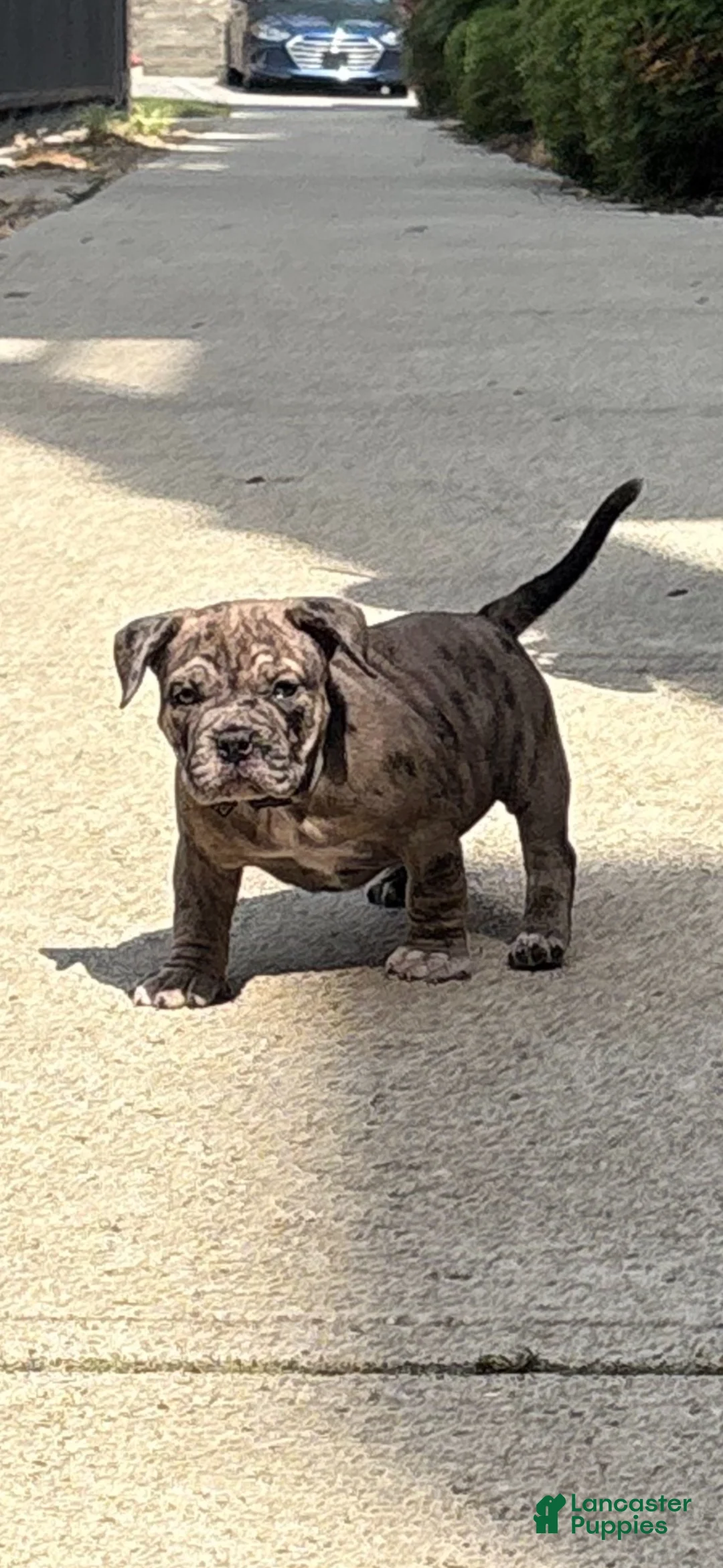 American Bully dogs for sale: Dior  - Ad 2