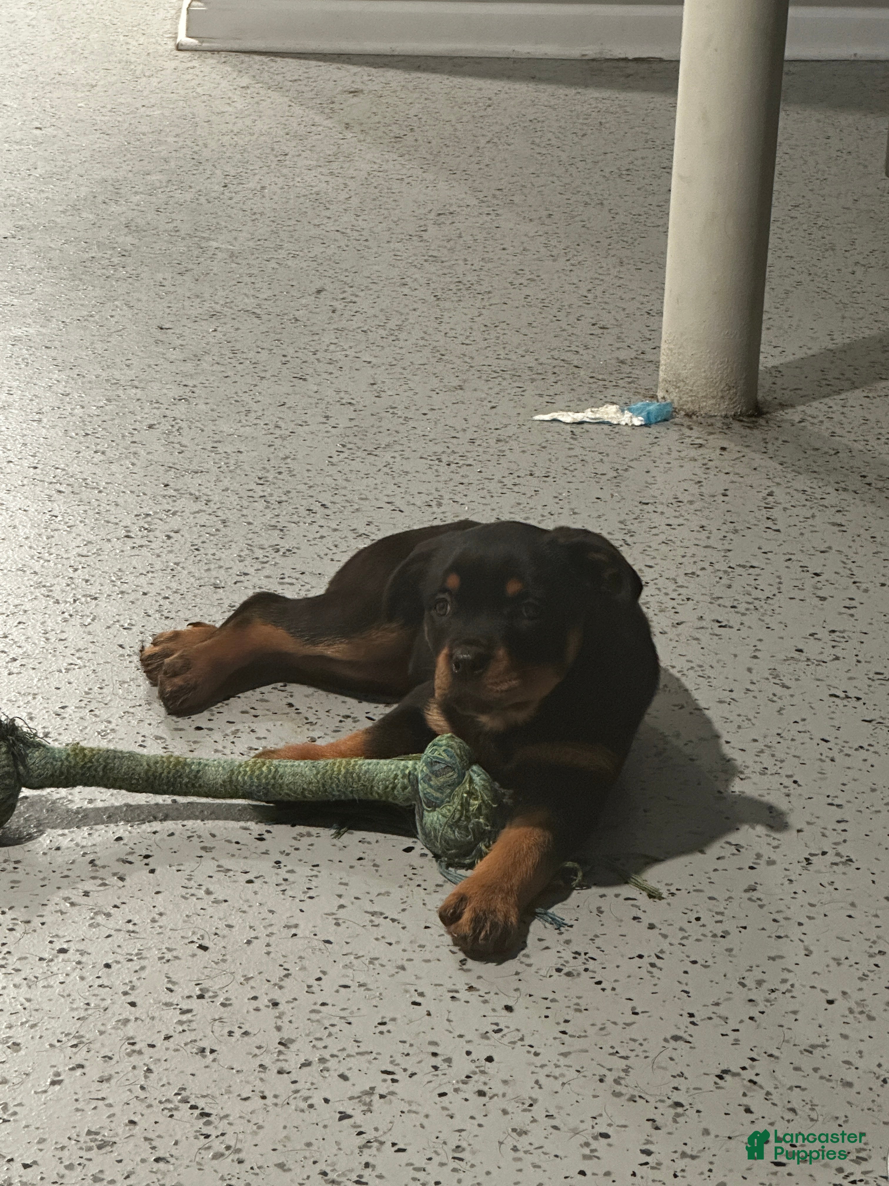 Rottweiler dogs Rottweiler Puppy 2 - Daisy - Ad 2