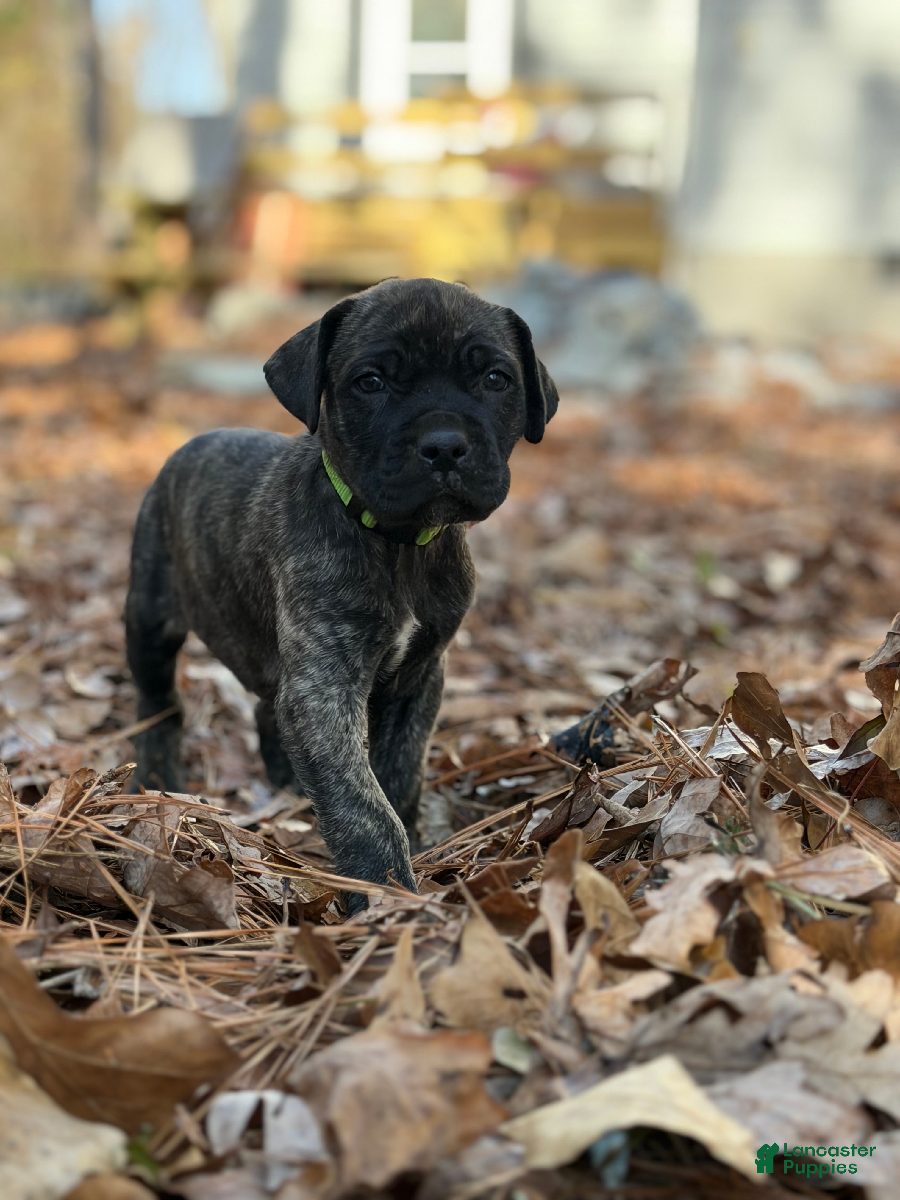 Cane Corso dogs Sven  - Ad 21