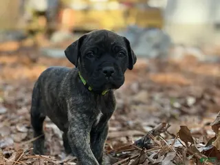 Cane Corso dogs Sven - Ad 21