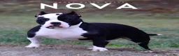 American Bully dogs for sale: Rocko - Ad 2