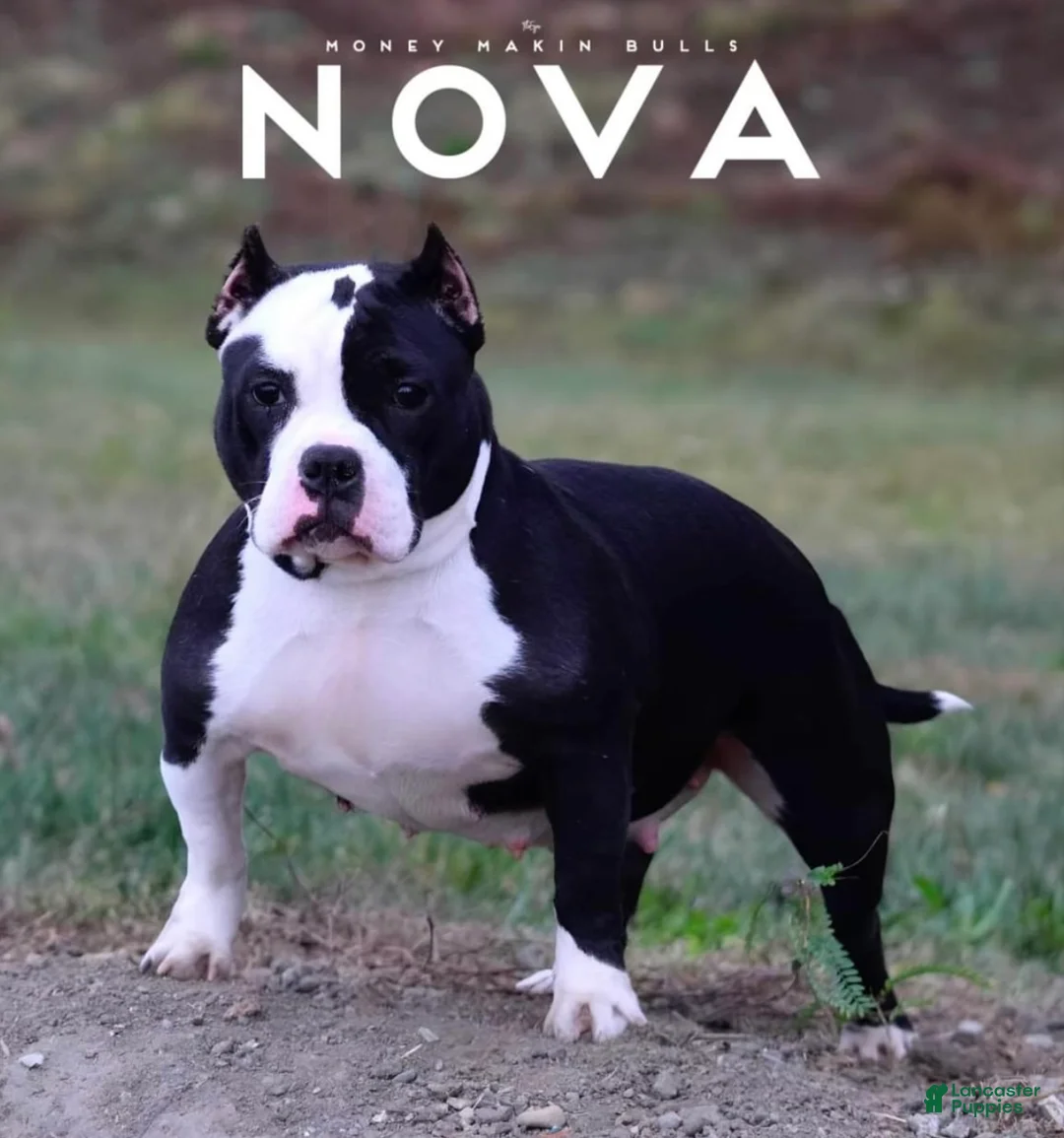 American Bully dogs for sale: Rocko - Ad 2