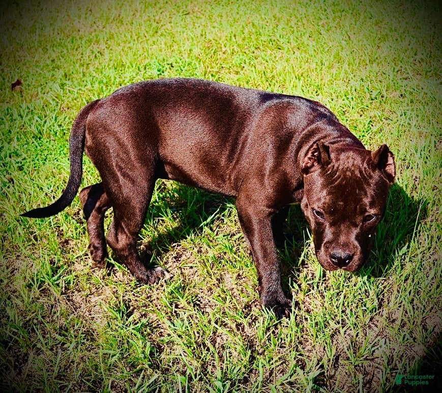 American Bully dogs American Bully 1 - Ad 2
