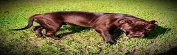 American Bully dogs for sale: American Bully 1 - Ad 2