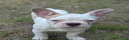 French Bulldog dogs for sale: French Bulldog 1 - Ad 3