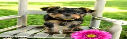 Yorkshire Terrier dogs for sale: Maxwell - Ad 5