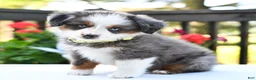 Miniature Australian Shepherd dogs for sale: Bethany  - Ad 4