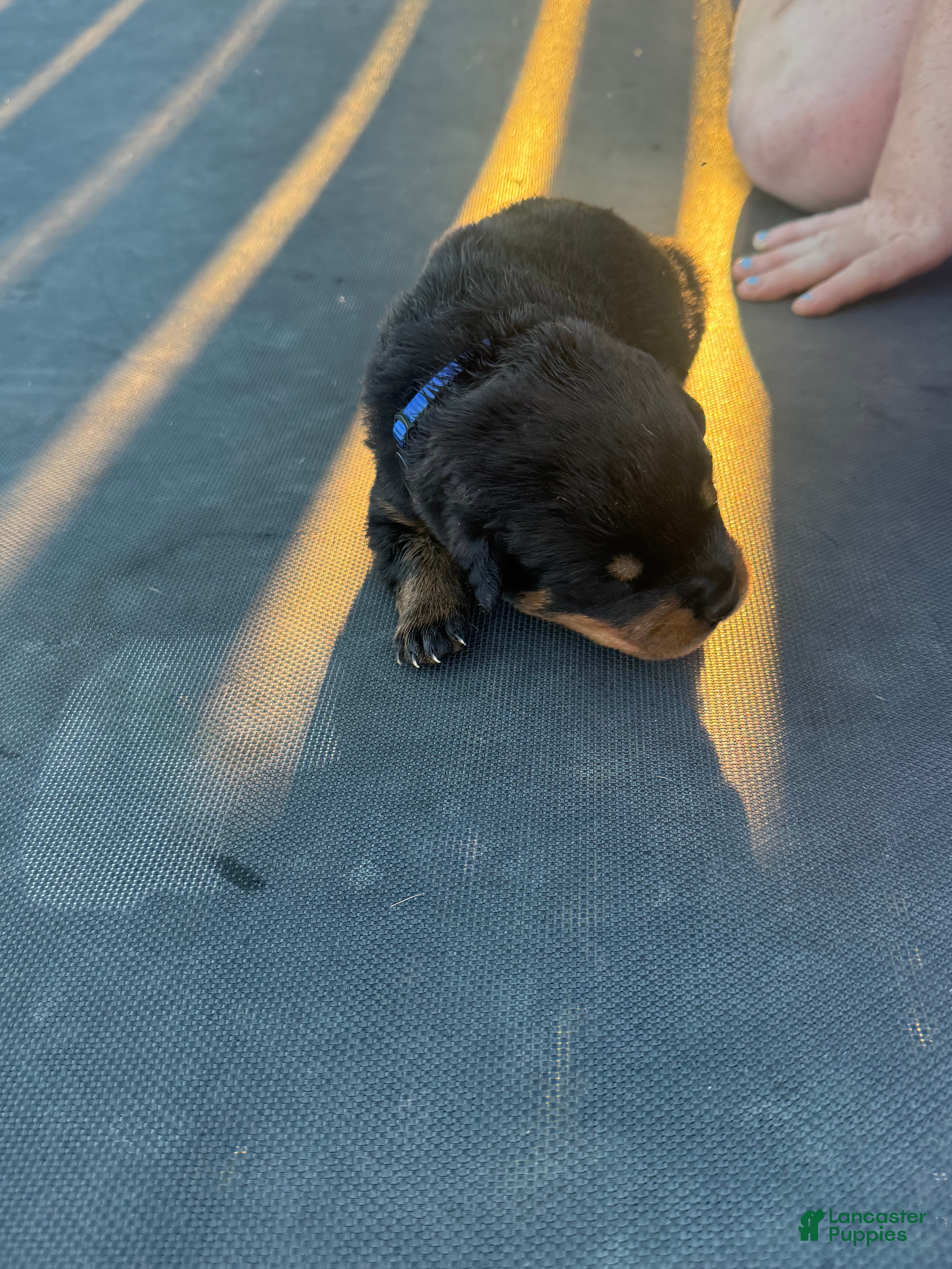 Rottweiler dogs for sale: Rottweiler 2 - Ad 1