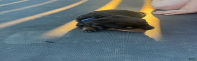 Rottweiler 2