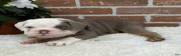 English Bulldog dogs for sale: Sebastian  - Ad 4