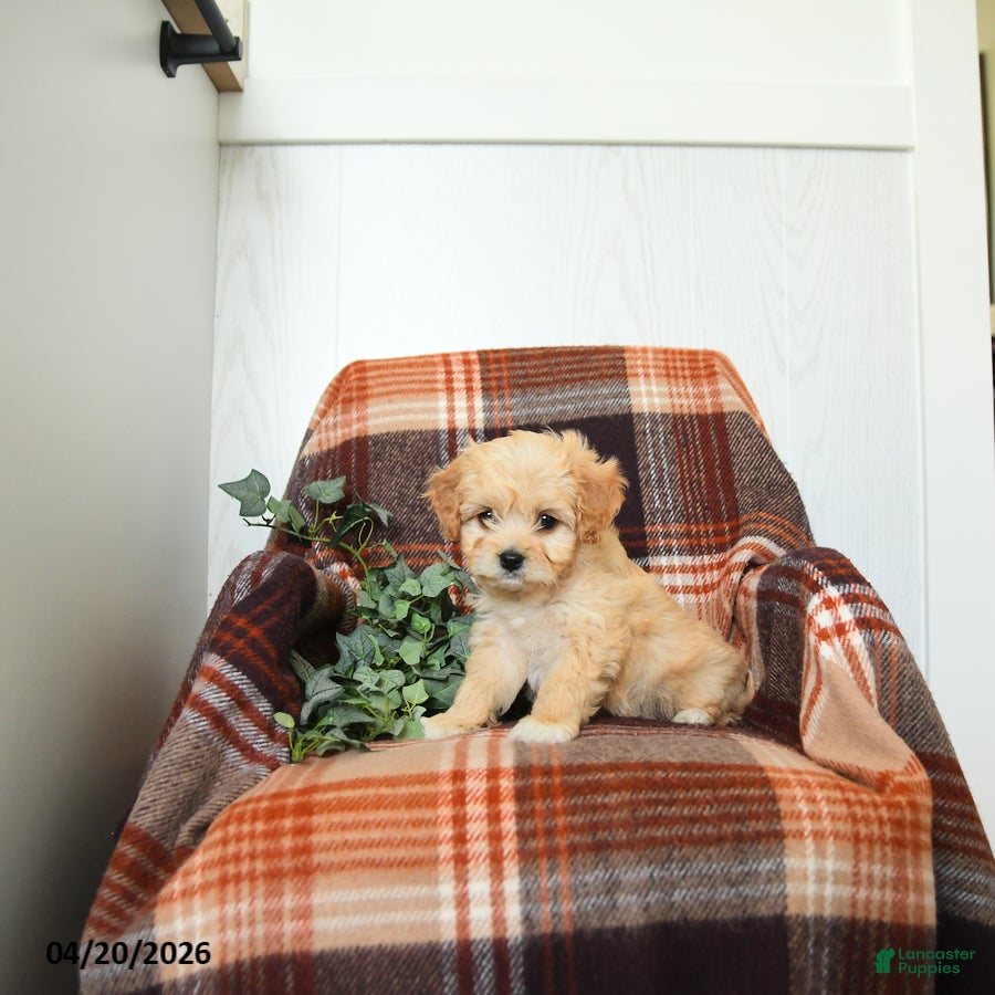 Cavachon dogs Kathy - Ad 1