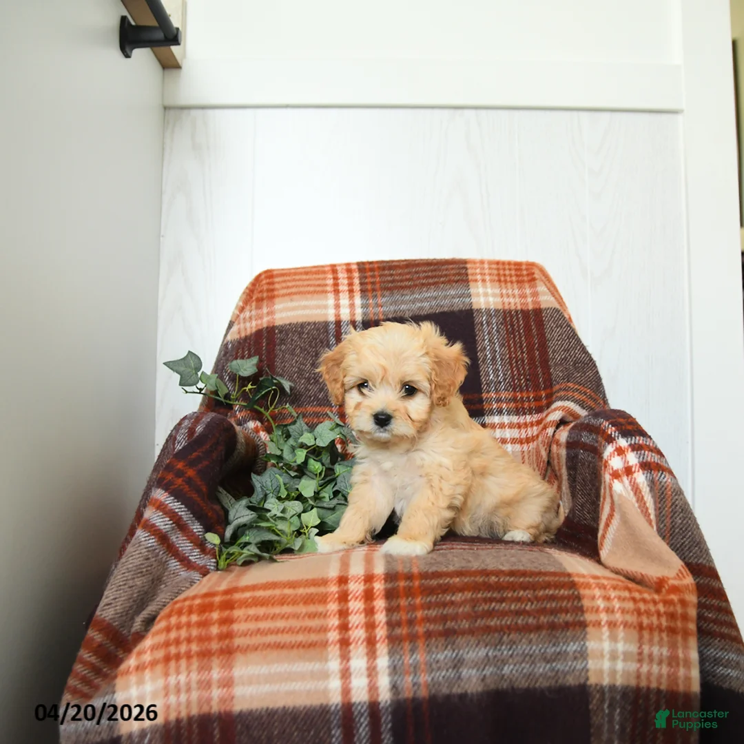 Cavachon dogs for sale: Kathy - Ad 1