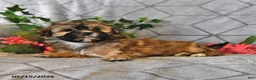 Teddy Bear dogs for sale: Alice - Ad 3