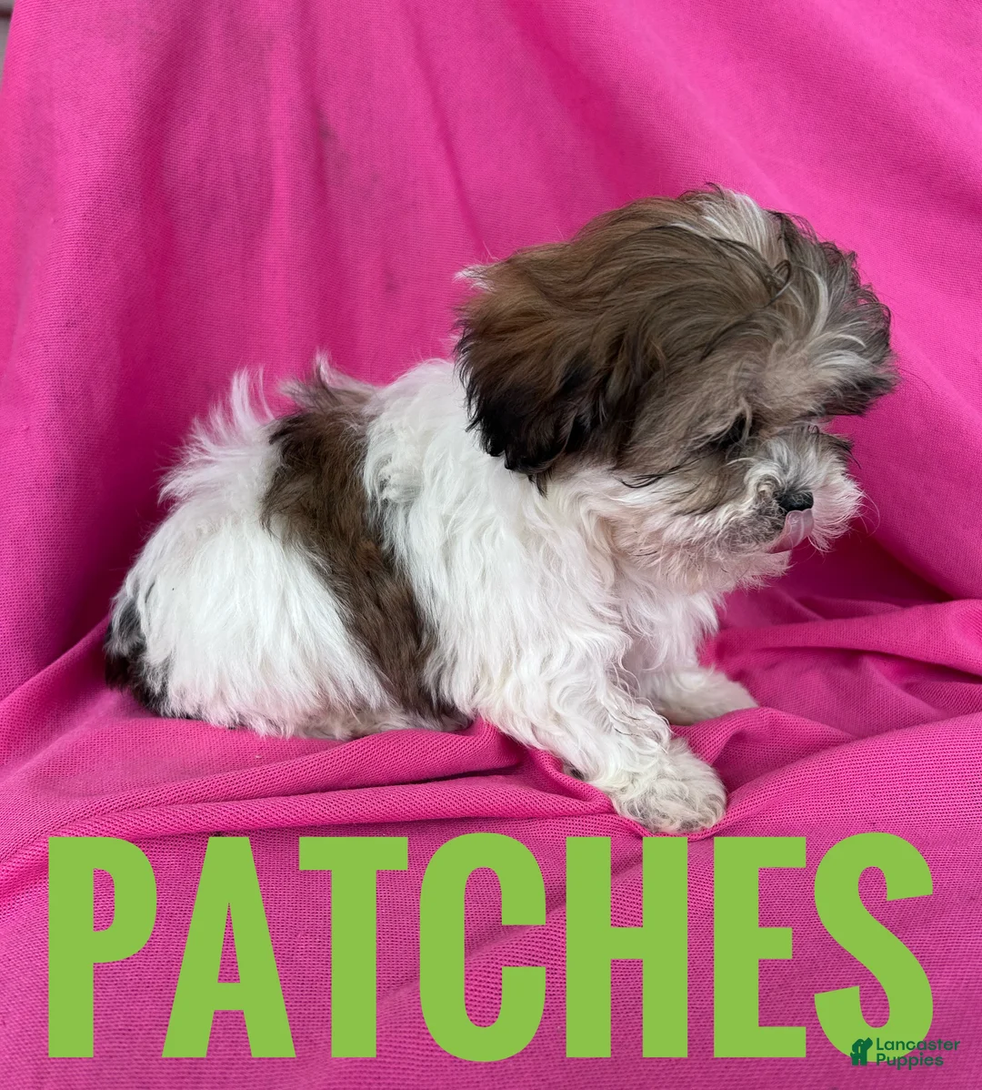 Shihpoo dogs for sale: PATCHES - Ad 3