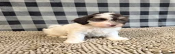 Havanese dogs for sale: Hank - Ad 5