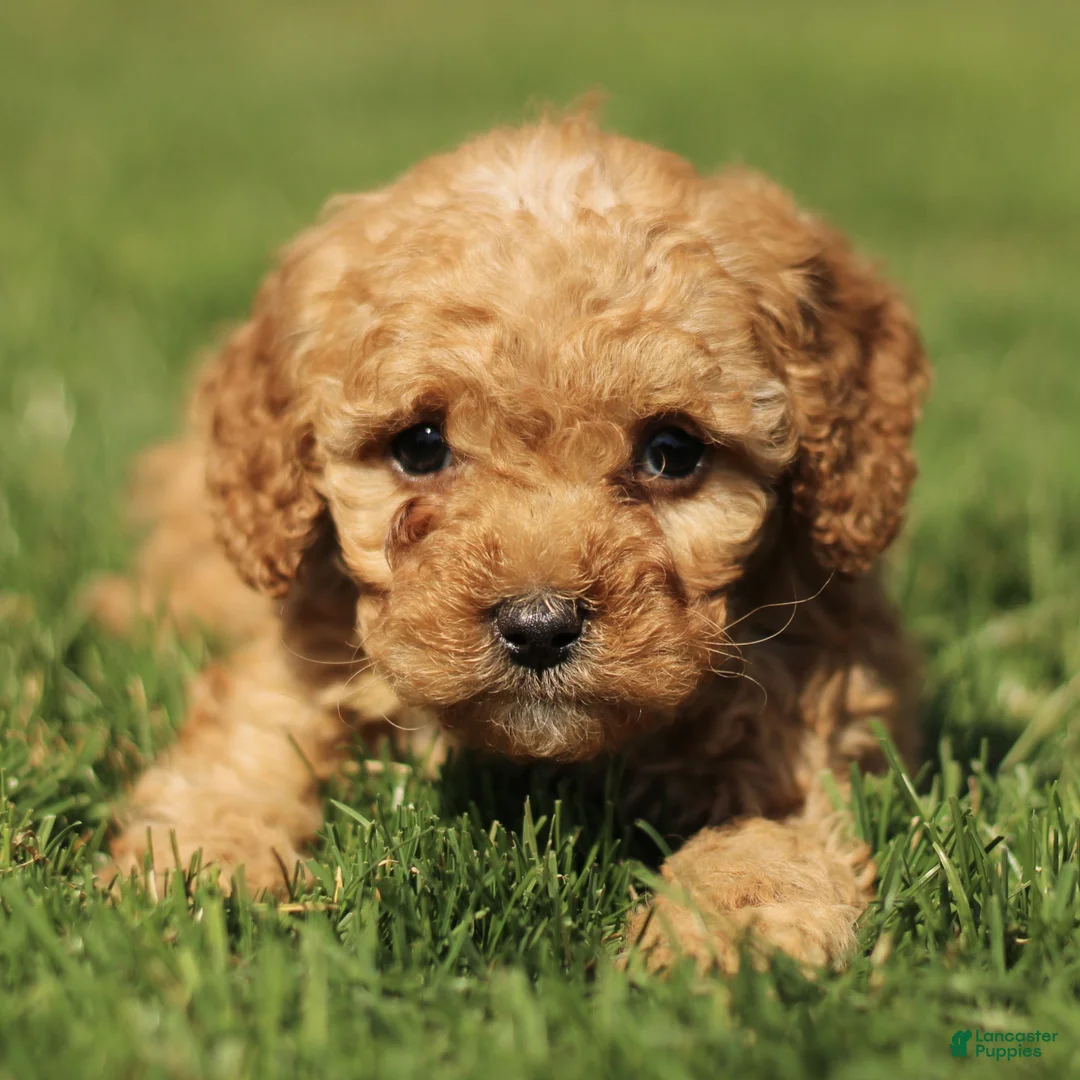 Cavapoo dogs for sale: Scout  - Ad 1