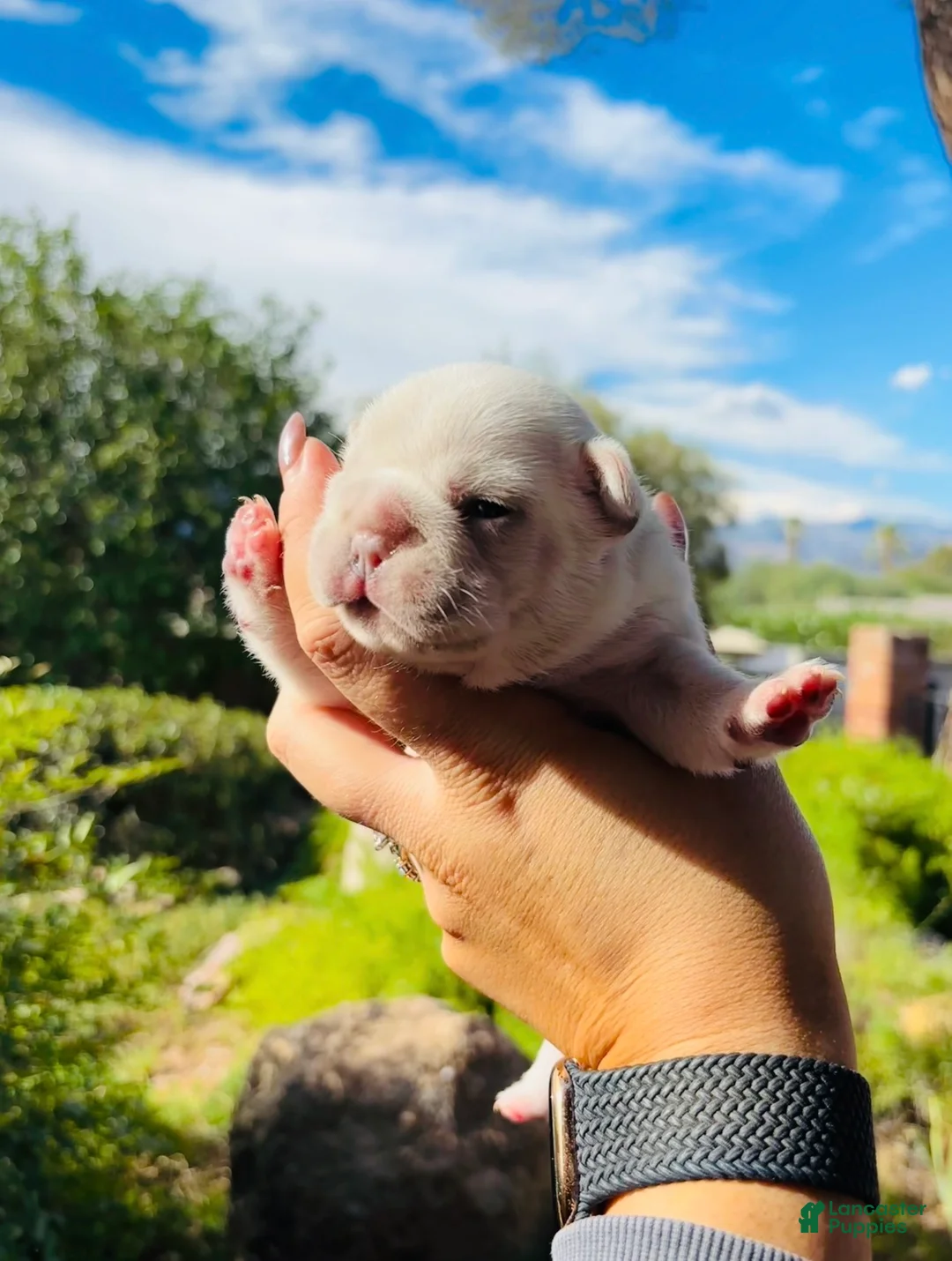 French Bulldog dogs for sale: French Bulldog 8 - Ad 1