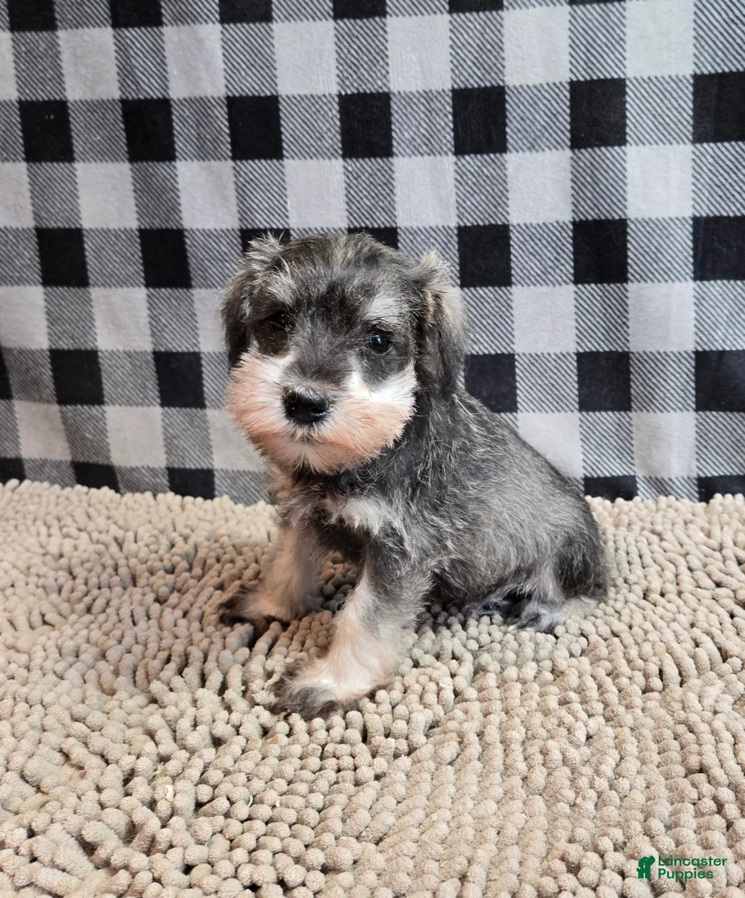 Miniature Schnauzer dogs for sale: Scout - Ad 6
