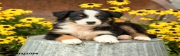 Australian Shepherd dogs for sale: Frances - Ad 3