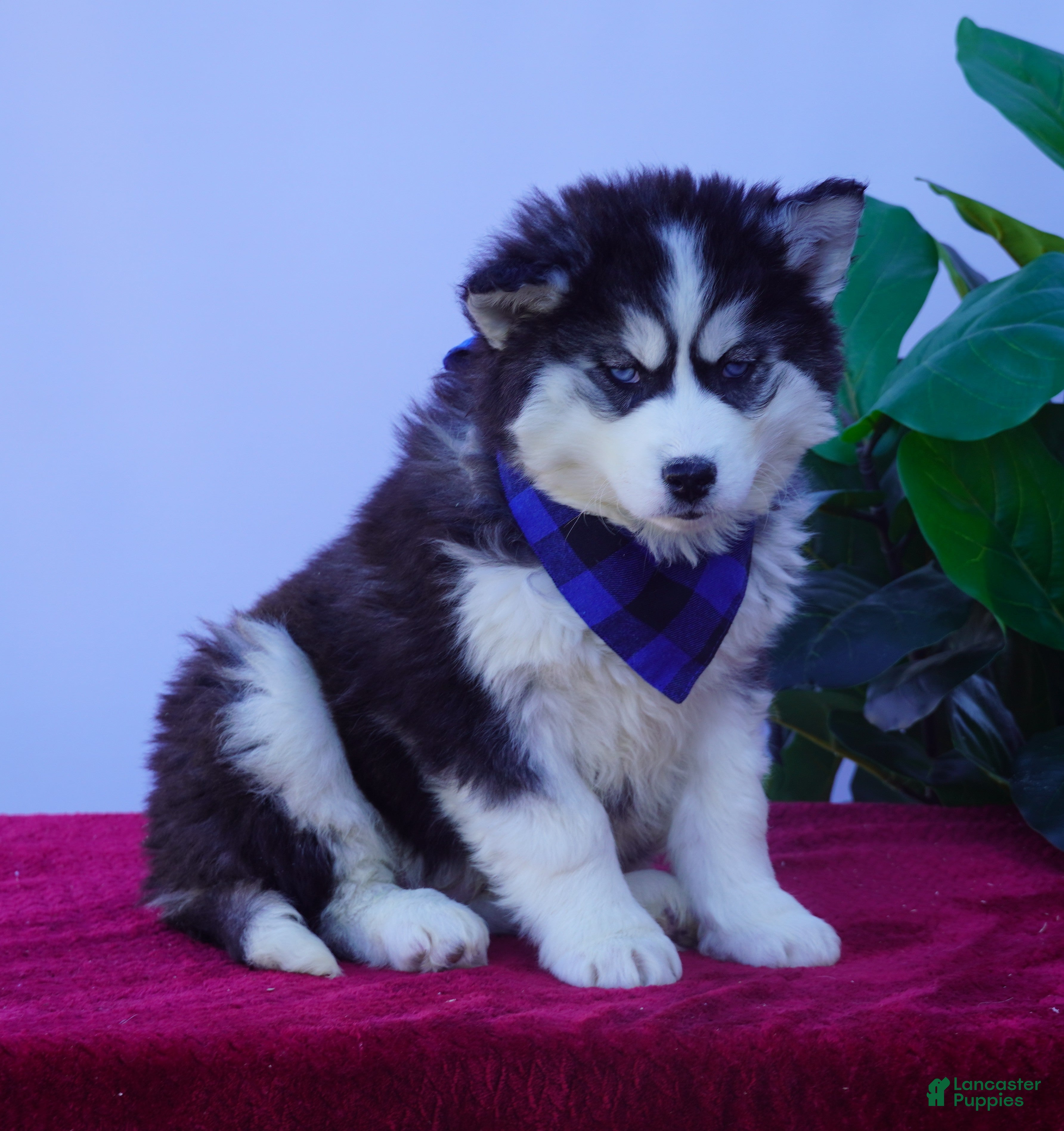 Siberian Husky dogs Timber - Ad 2