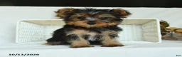 Yorkshire Terrier dogs for sale: Sebastian - Ad 4