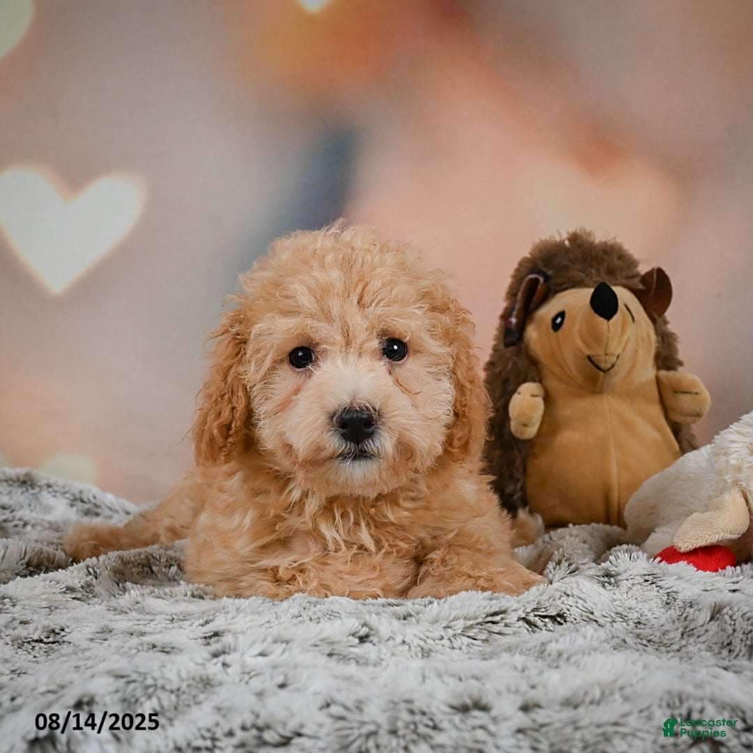 Bichpoo dogs for sale: Jessica - Ad 9