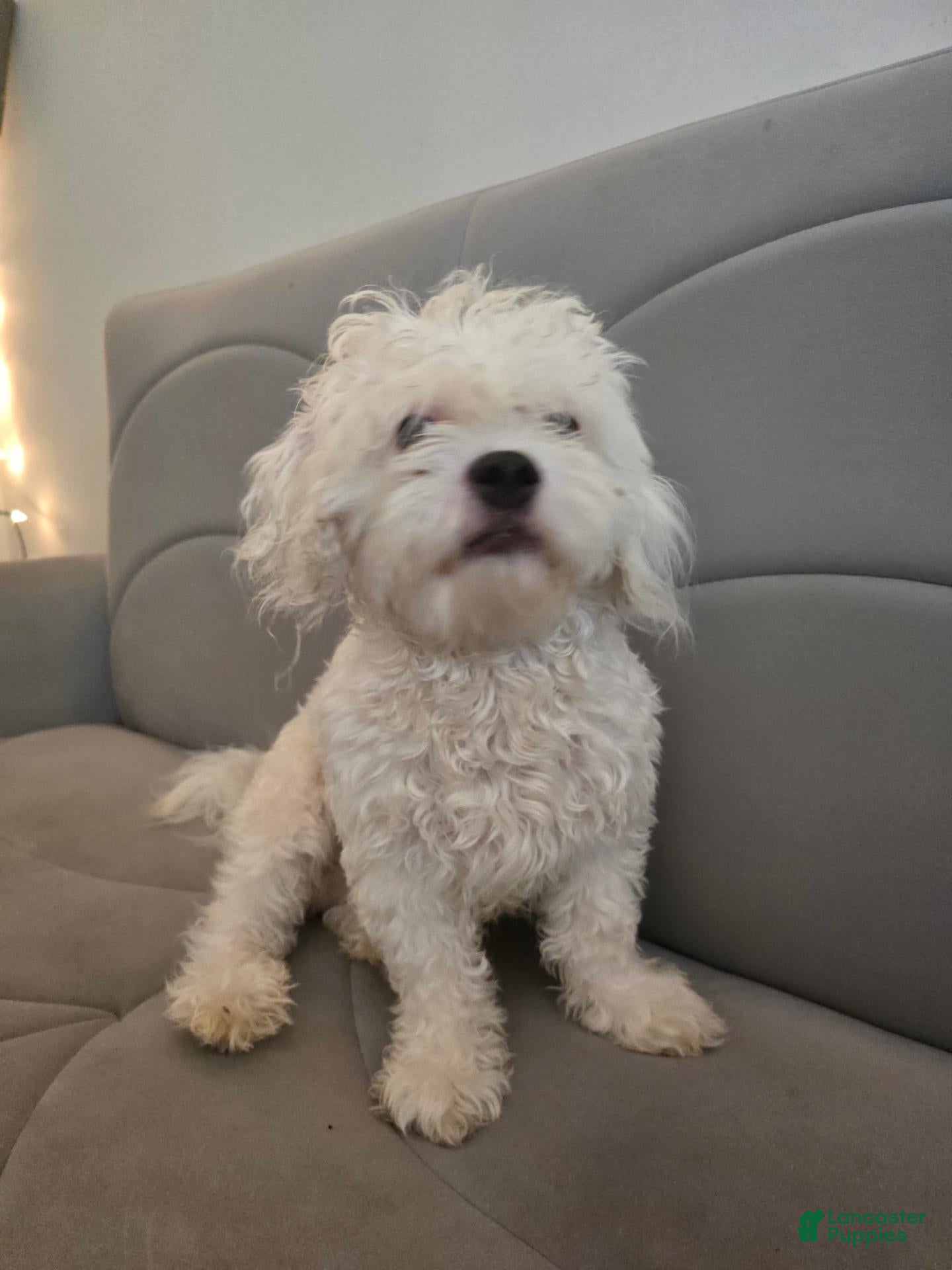 Maltese dogs Maltese 1 - Ad 8